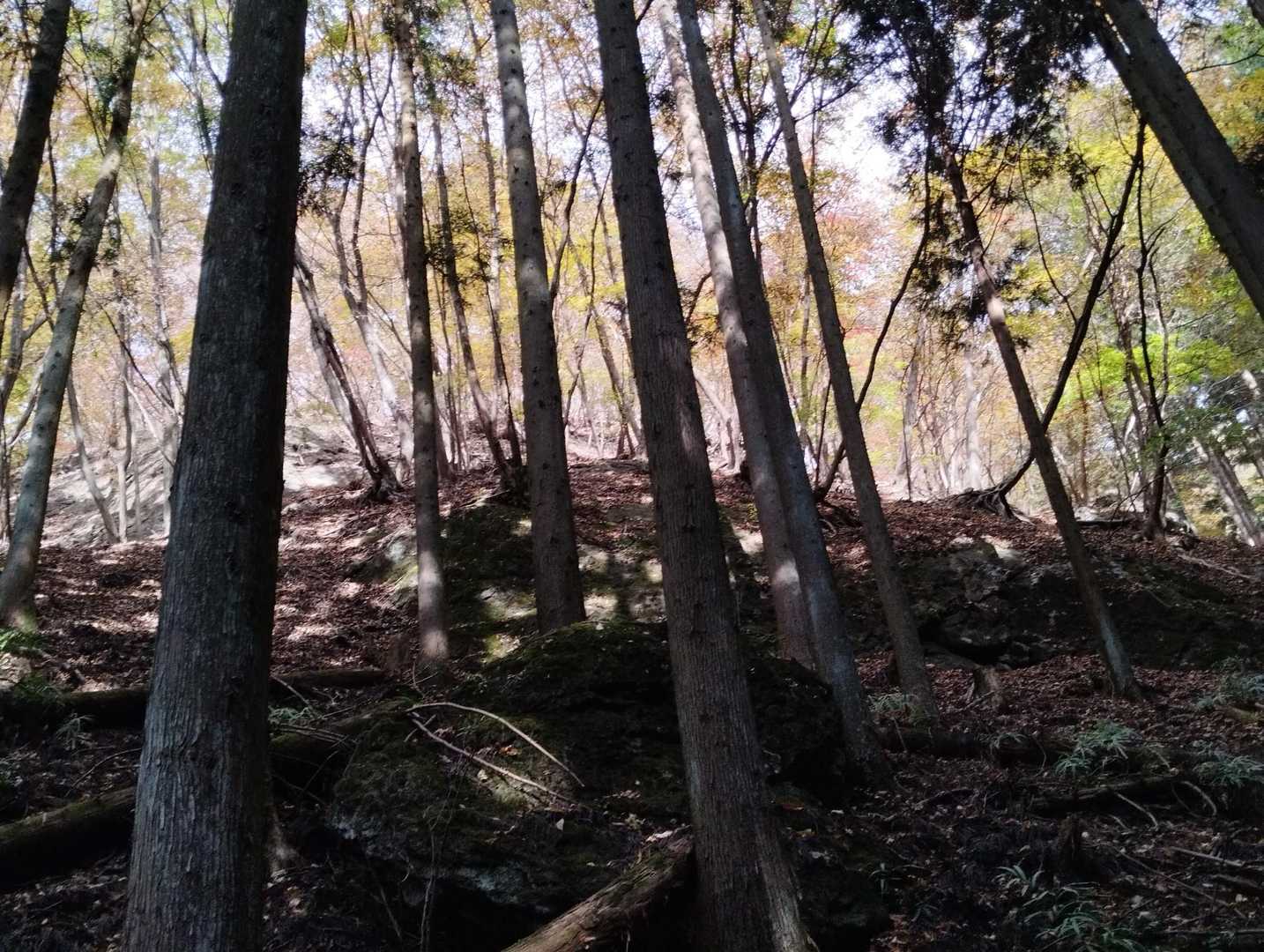 いきなりの急登を約一時間半