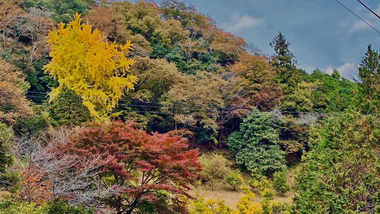 柚子畑でしょうか。黄色が眩しい