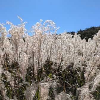 「白いススキがきれい」と女性が楽しそうに写真を撮っていました。