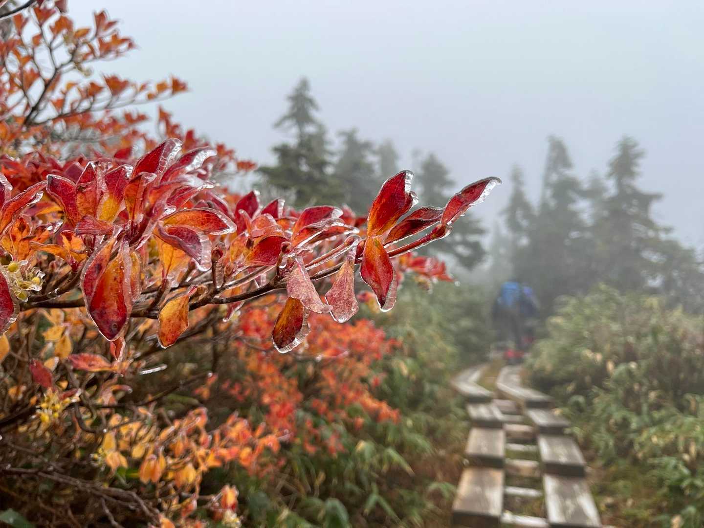 滝沢登山口-駒ノ大池-会津駒ヶ岳 往復コースの写真