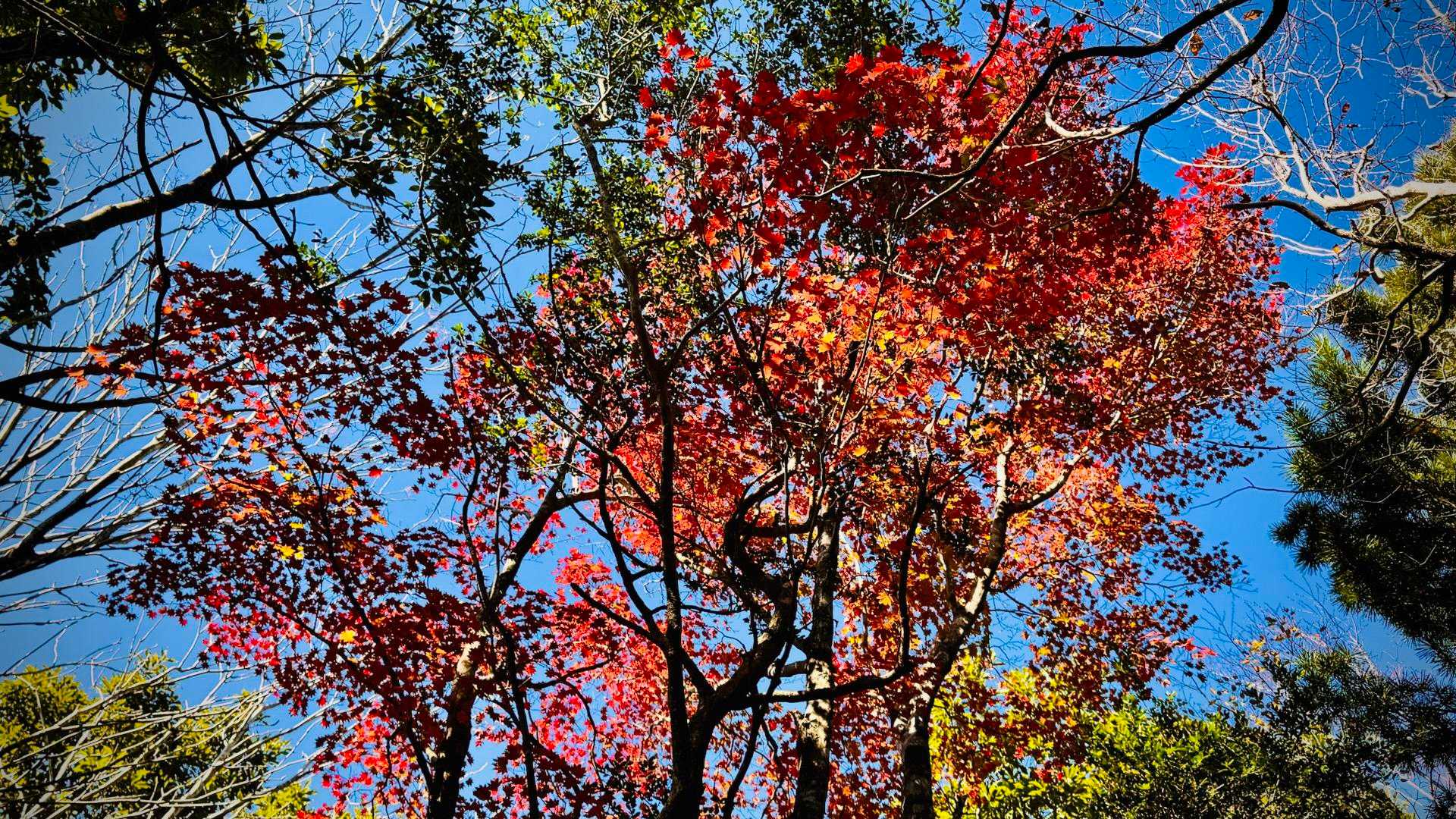 山頂で見上げると…まだ🍁秋の名残り♪