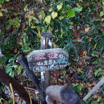 松姫の山越え杖✨