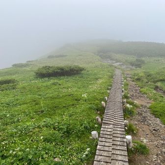 花の中を進む木道
だんだんとガスが濃く😢