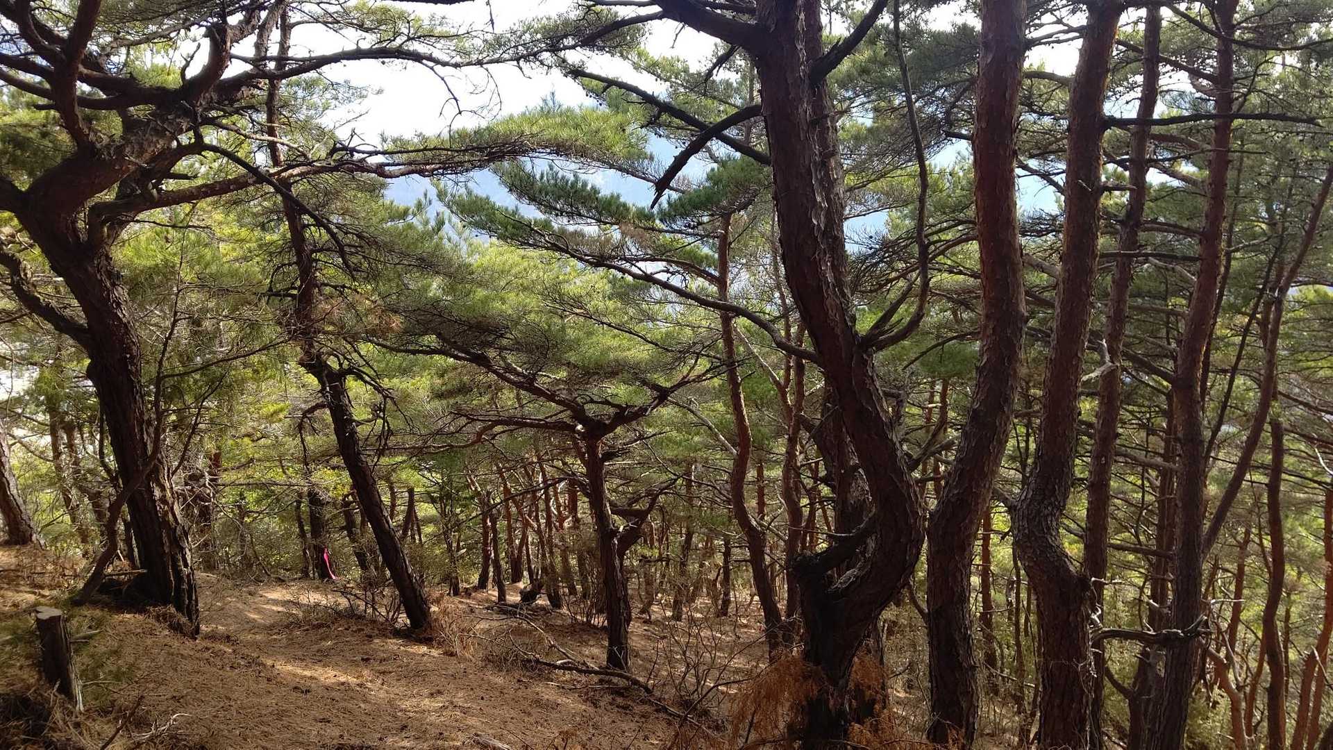 松の木いっぱい🌳