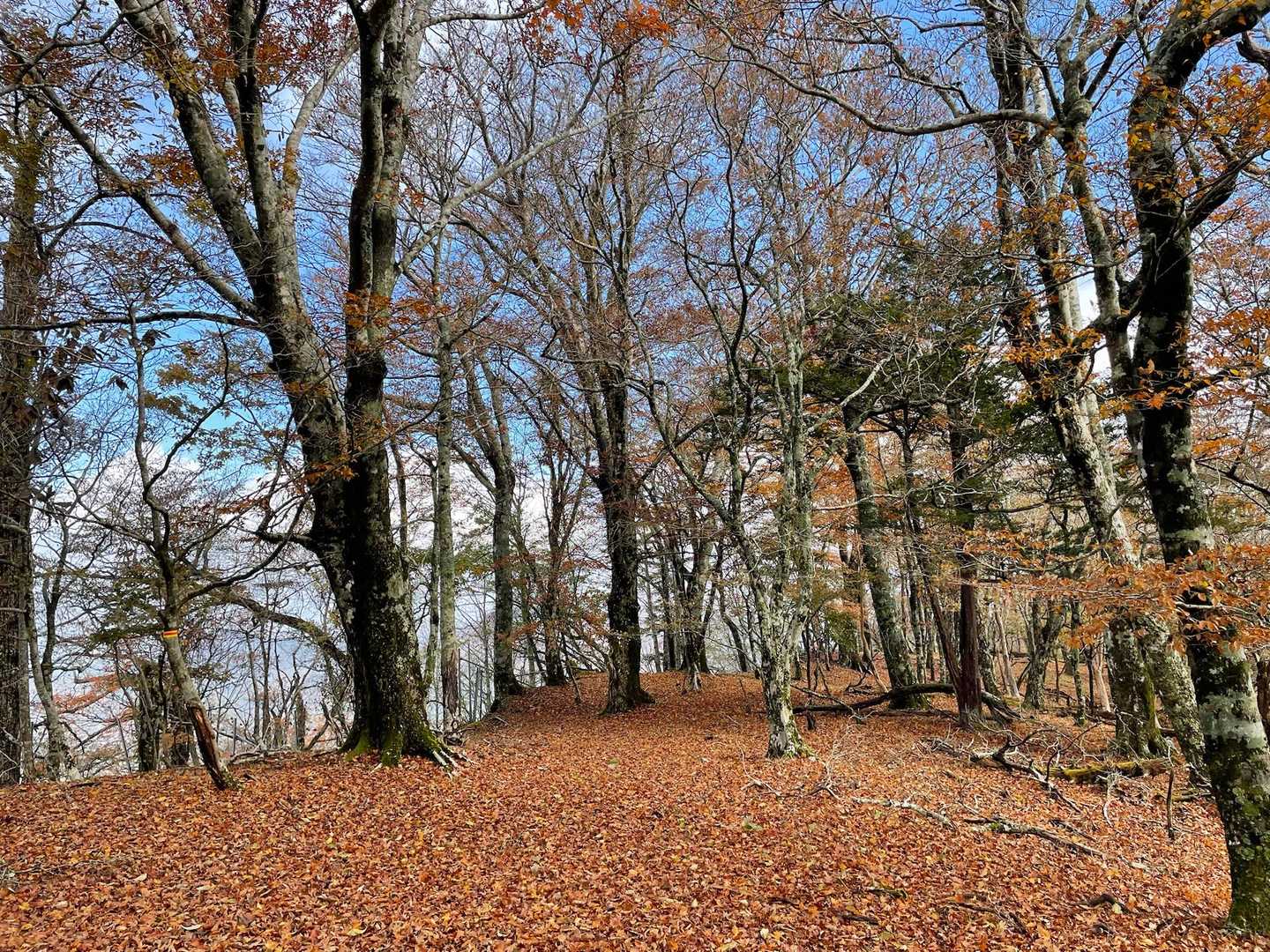 ここまでの急坂を忘れそうな広い山頂