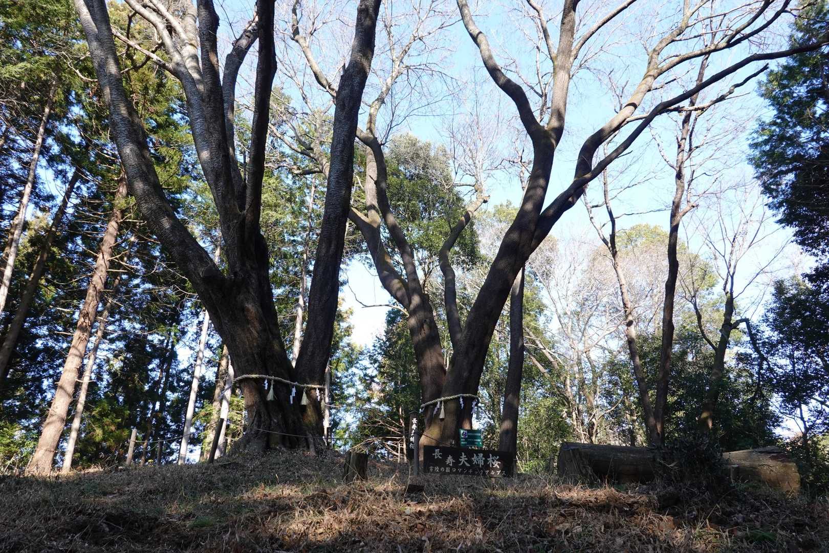 長寿夫婦桜