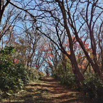 途中から内容がトレランに変更されました（笑）。
でも、慣れると以外に走れるものですね。