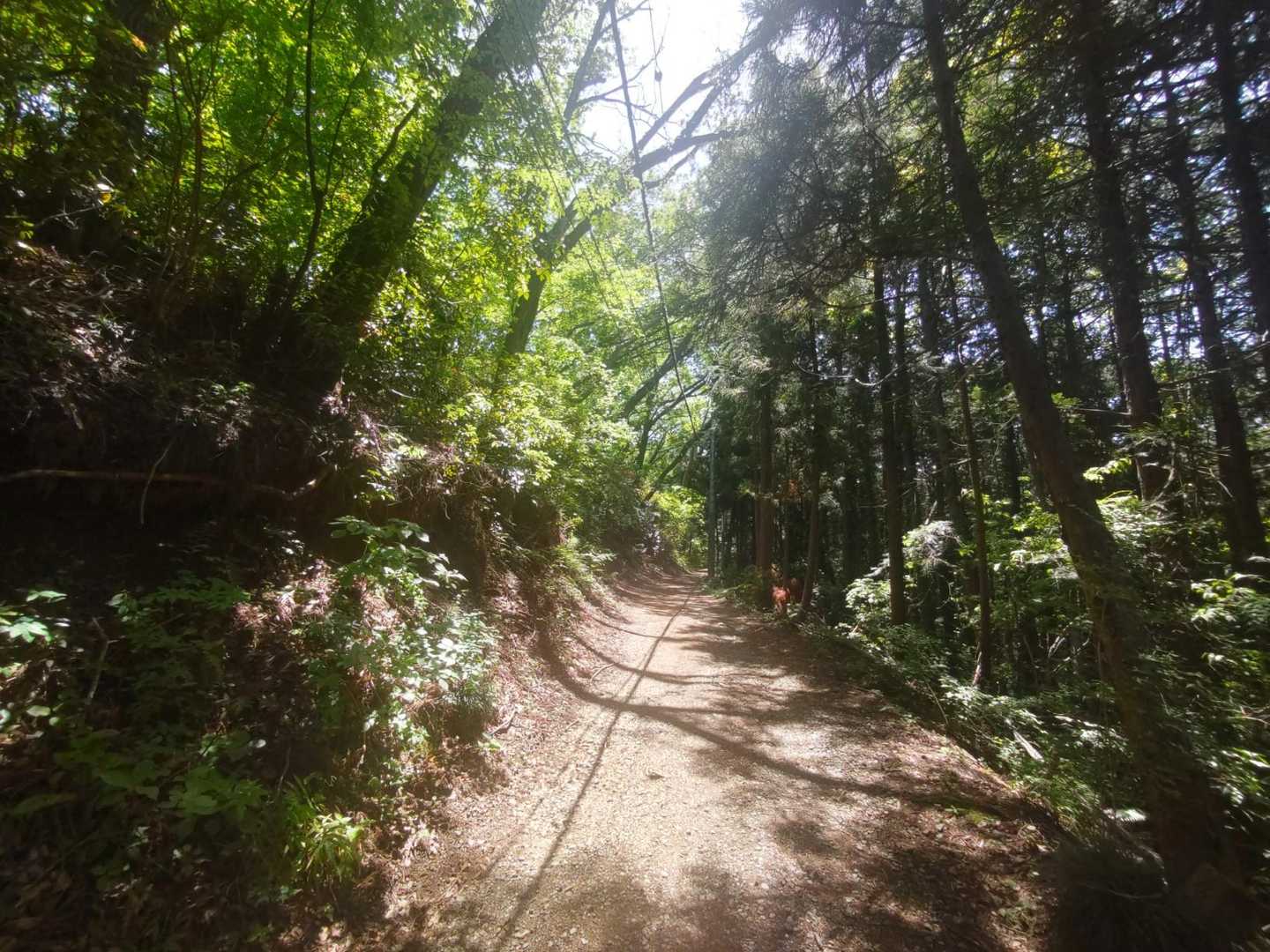 こんな道でも、山歩き出来る幸せ🍀