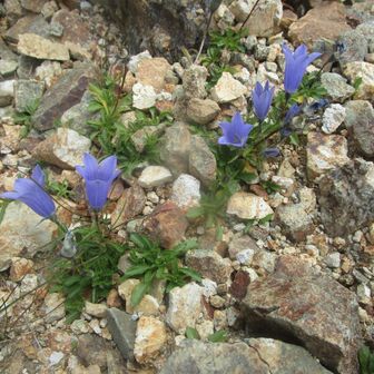 イワギキョウの花