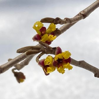 山頂のマンサクが咲きました😆