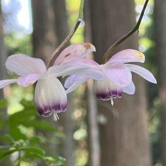 レンゲショウマで花の百名山の御岳山
