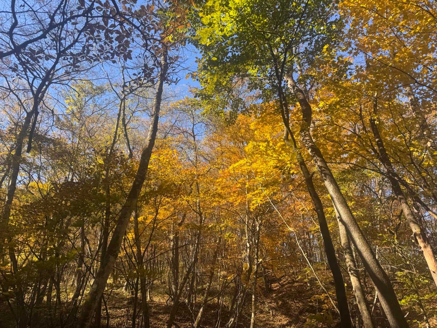 物見山-香坂峠-神津牧場 縦走コースの写真
