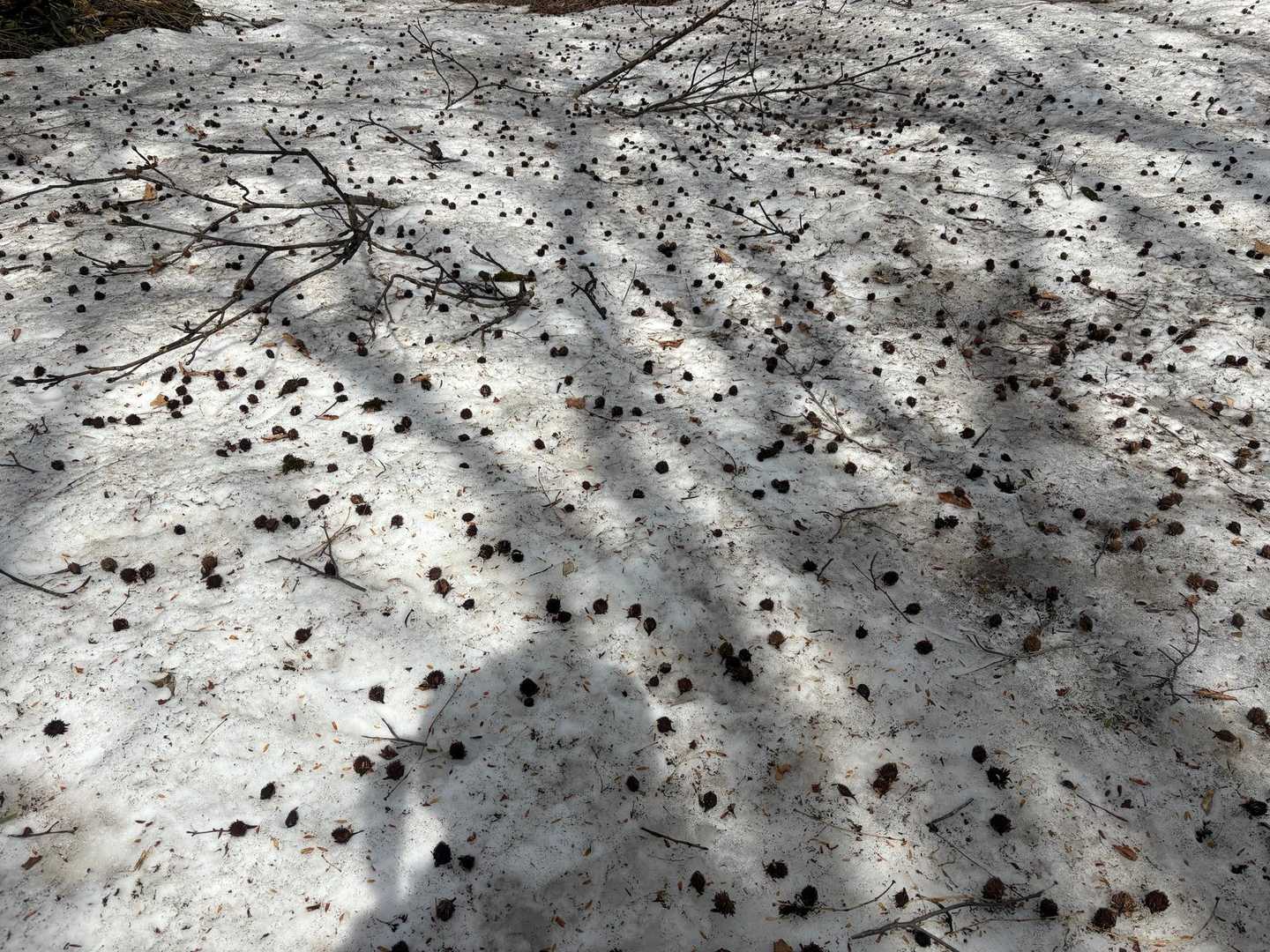 ブナの実たくさん落ちてます
