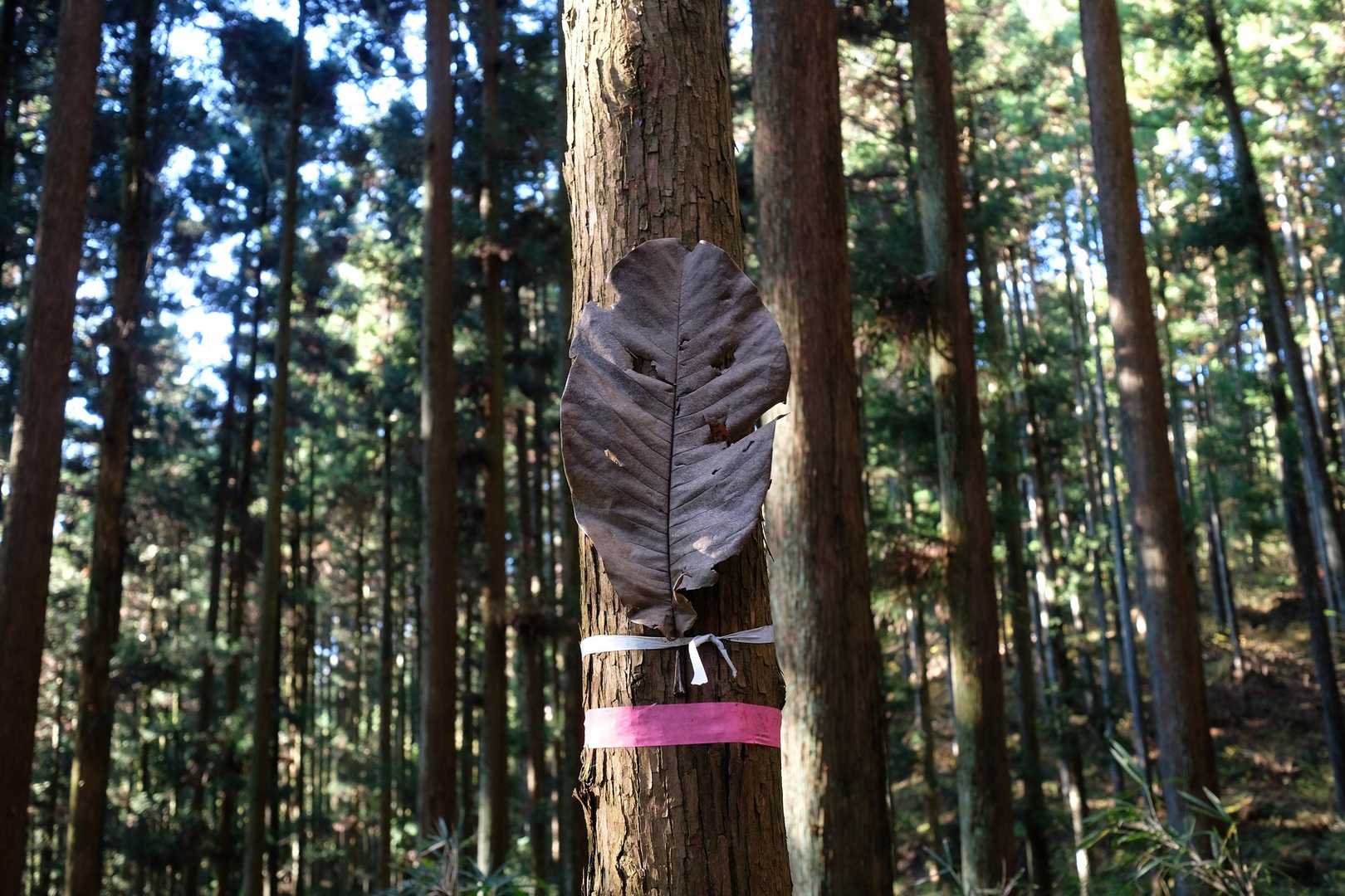 あらっ、おはよ。
この後もお仲間🍃が沢山出迎えてくれました😊