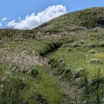 すっかり開けた登山道になりました✨
