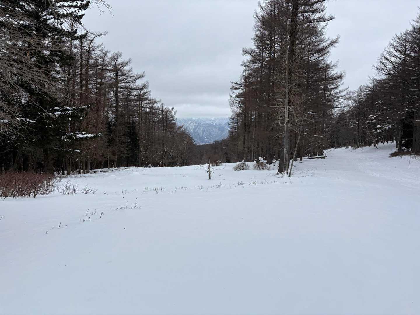 鶏頂山 往復コースの写真