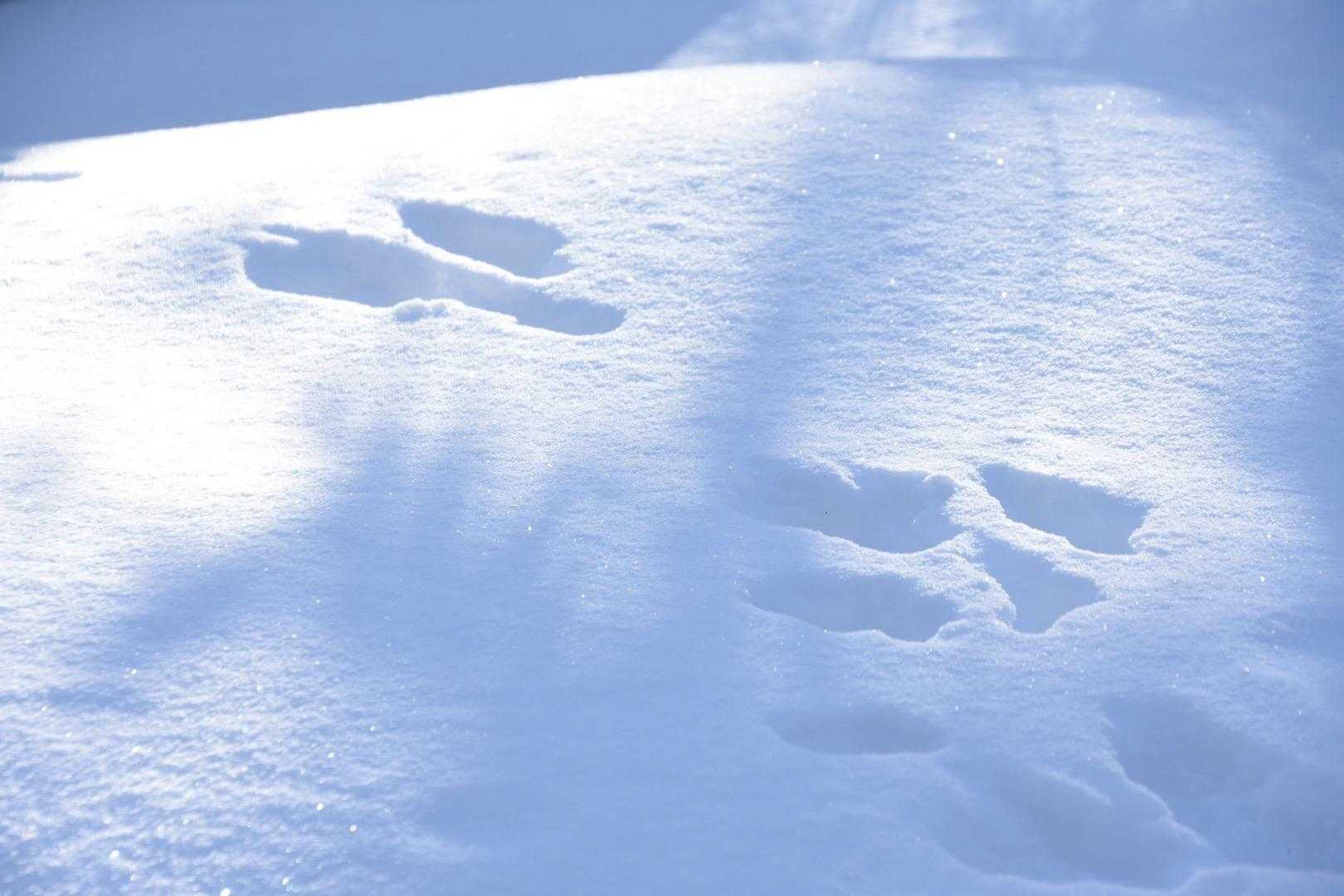 動物達の足跡があちこちに🐾
冬は色んな発見があって楽しい🐰