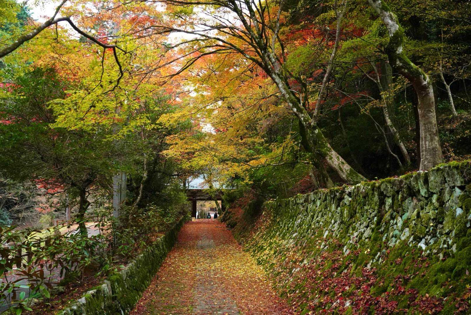 頭光嶽-高見城山 往復コースの写真