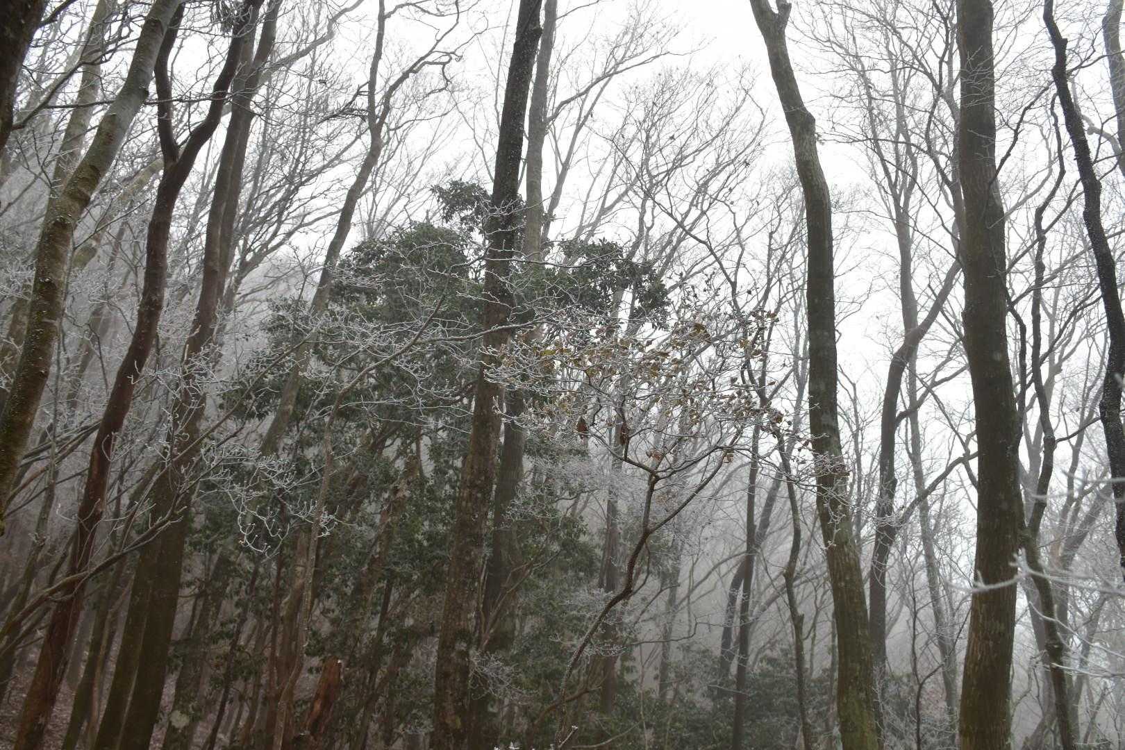 平和登山口-竜頭山 往復コースの写真