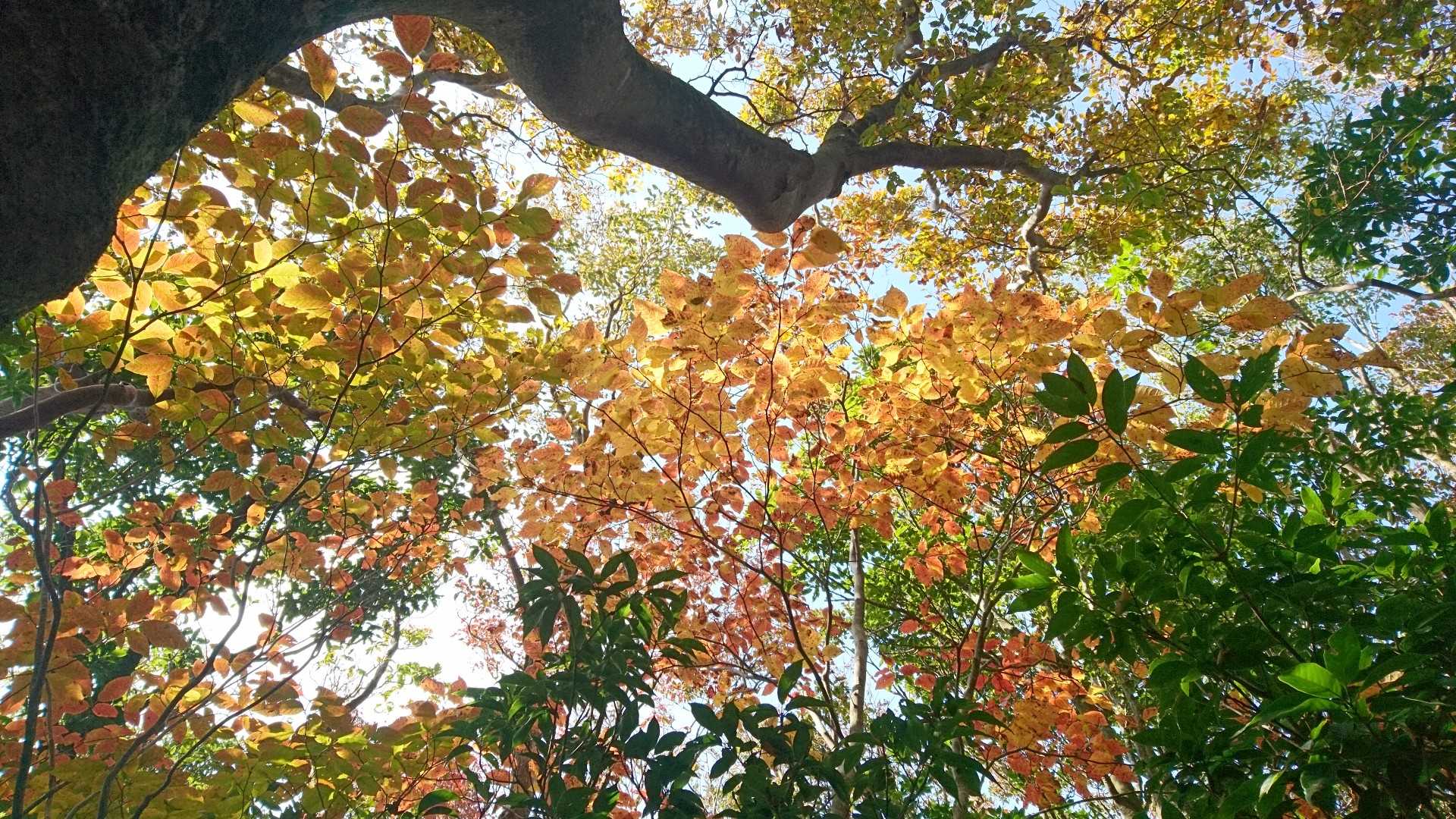三瀬峠-城ノ山-アゴ坂峠-金山 往復コースの写真