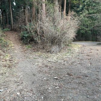 林道へは行かずに左の登山道を通ります。