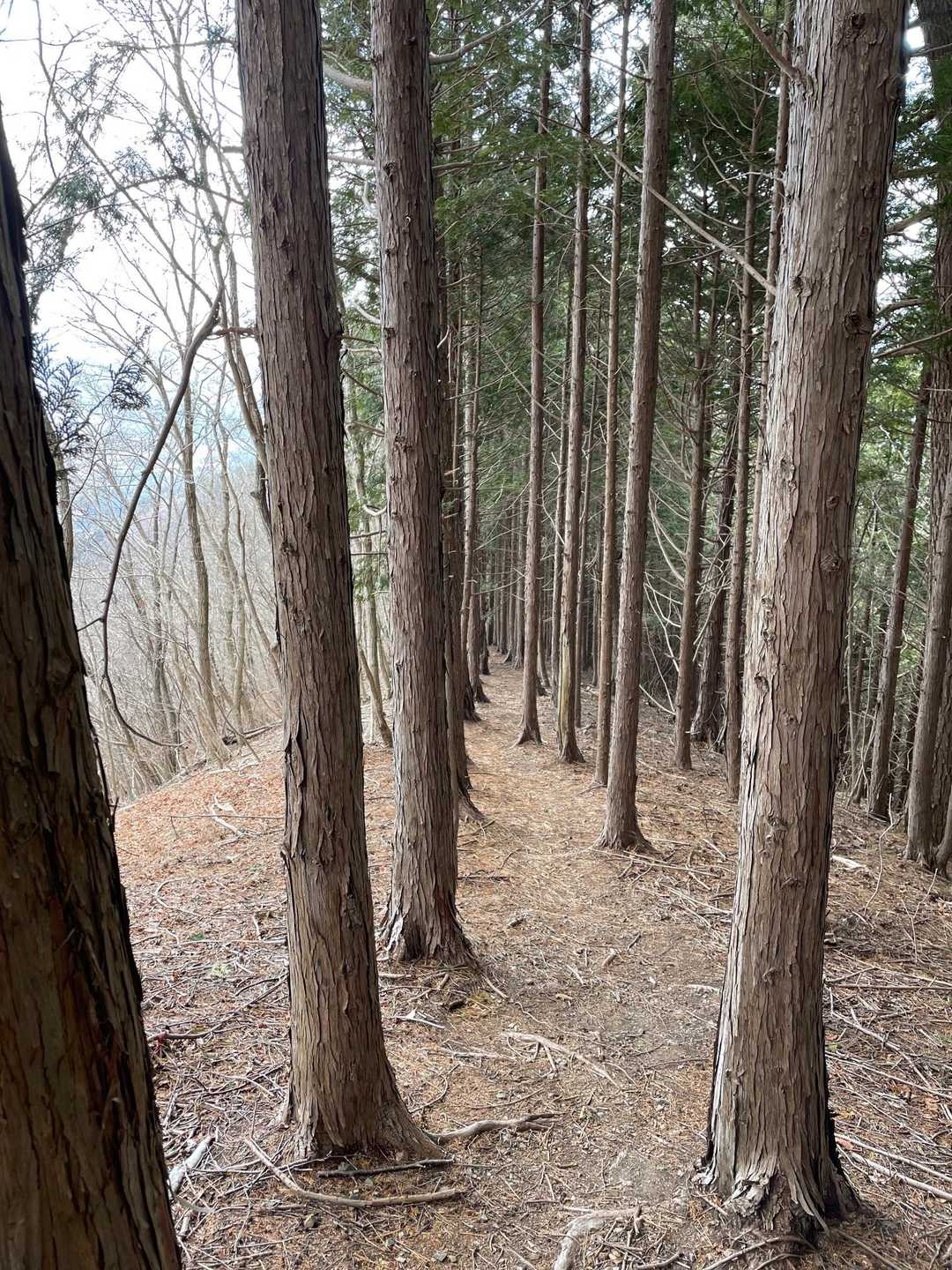 石投山 往復コースの写真