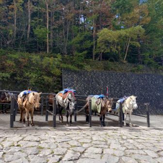 お馬さん、待機中！