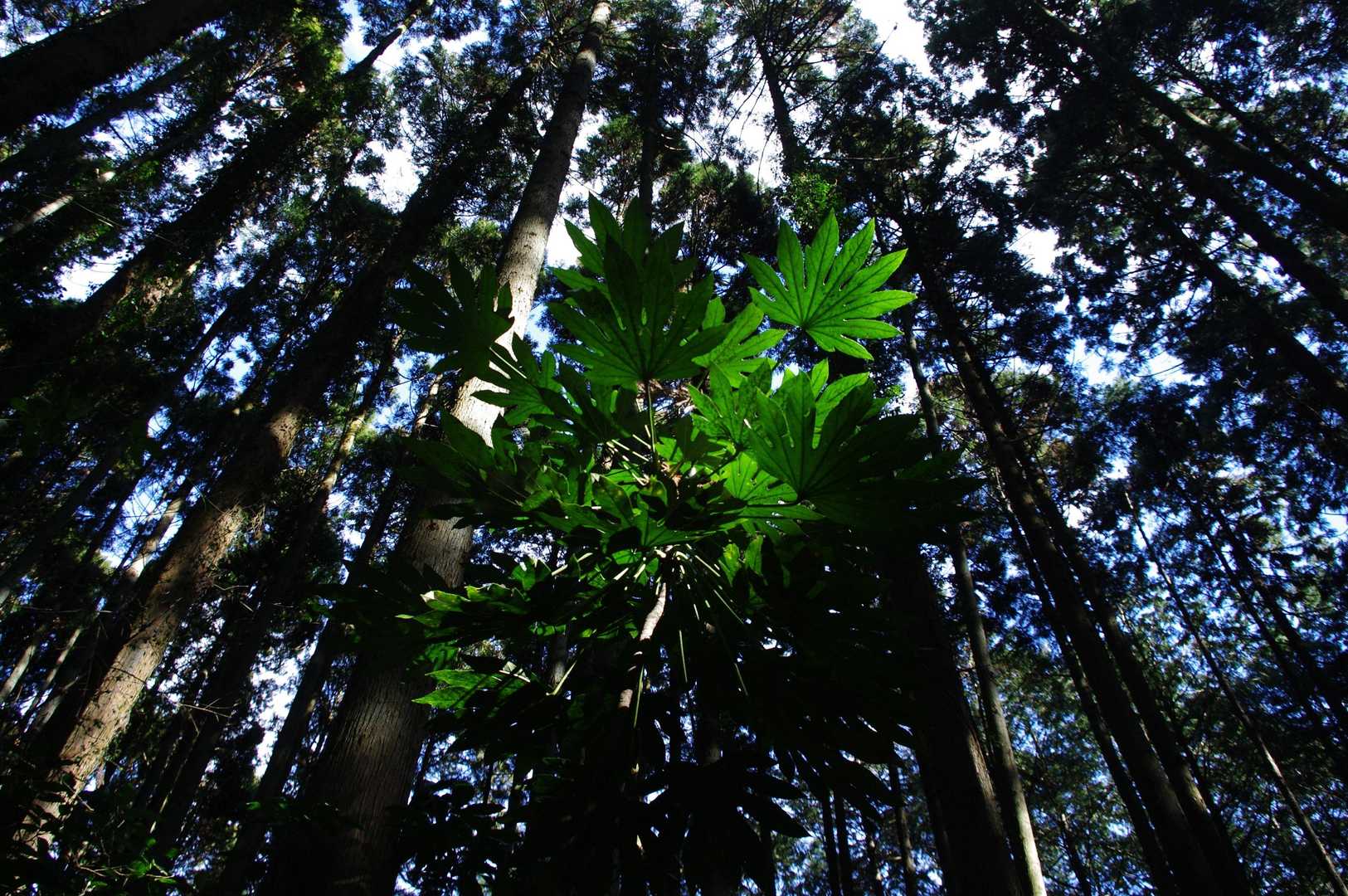 石尊山-金山岳-石尊山登山口 周回コースの写真