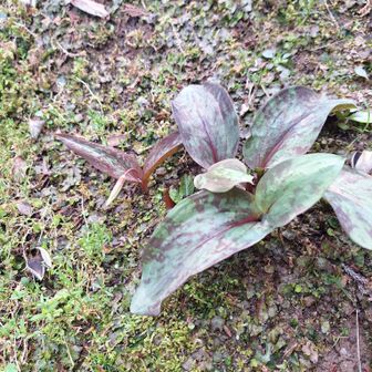 カタクリはこれからです
鹿害にあわないと観られるそうです😨