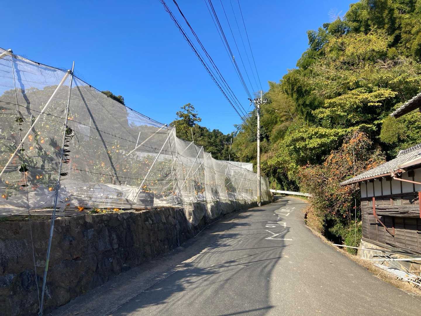 火山登り。右は柿、左はみかん🍊