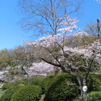 枚岡公園桜広場🌸
明日イコマニアの方お花見ですね
残念ながら明日は雨みたいだけど、まだ蕾も沢山あったので順延の日曜も楽しめそうですね🤗