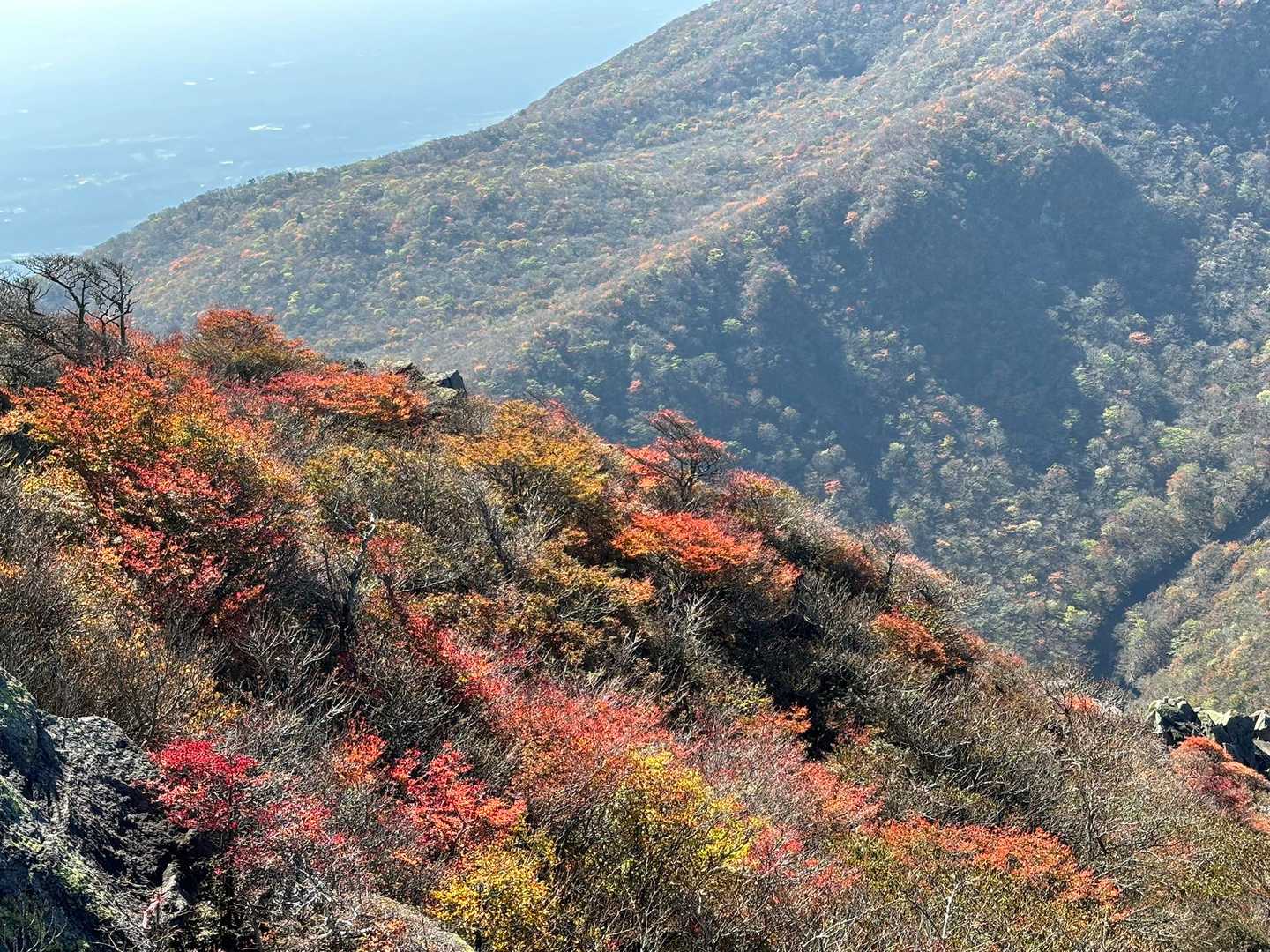 🍁🥗