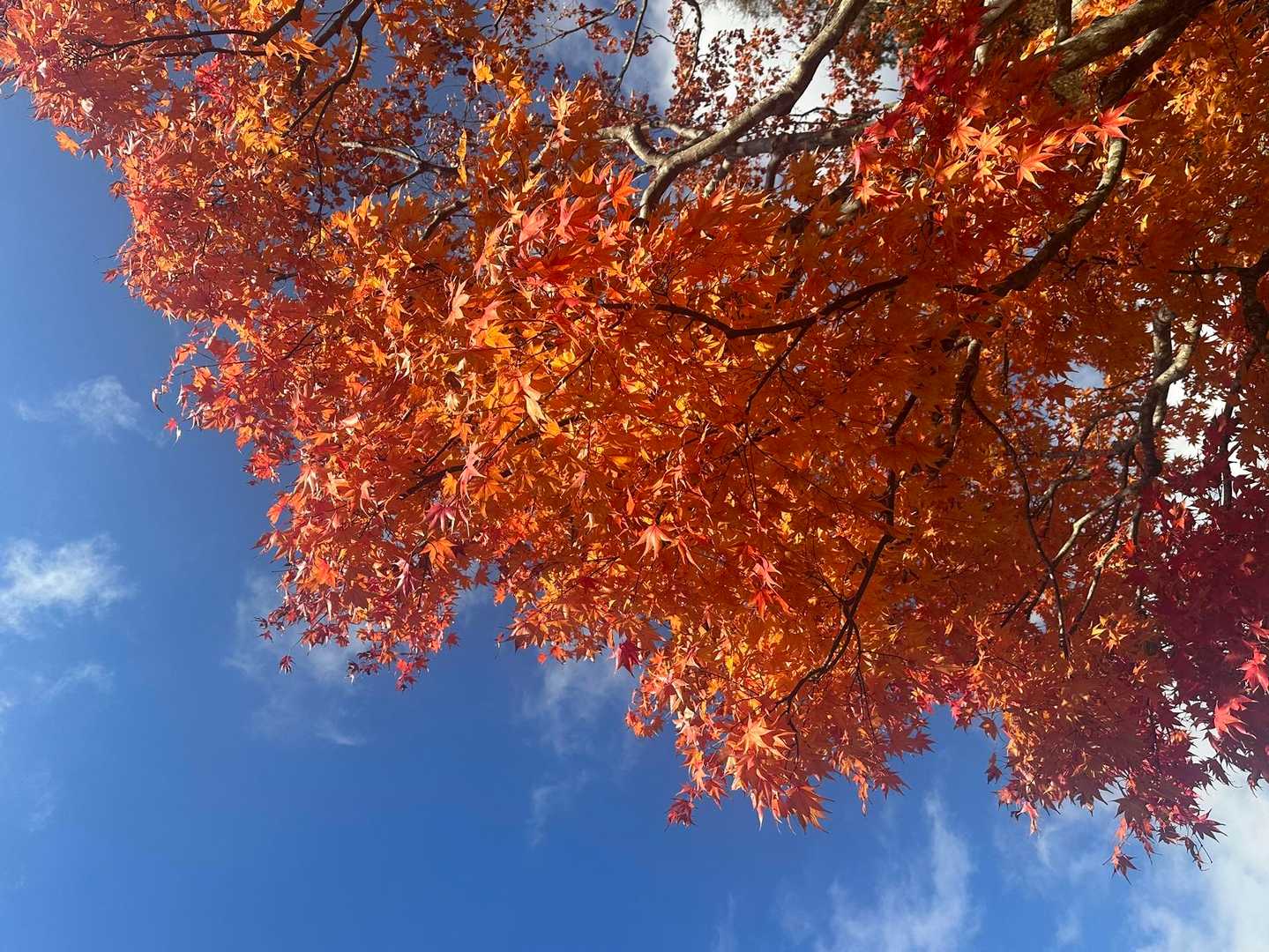 紅葉🍁