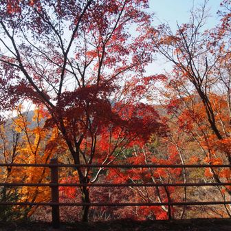 残り物ですが、それでも綺麗なのを拾って😅