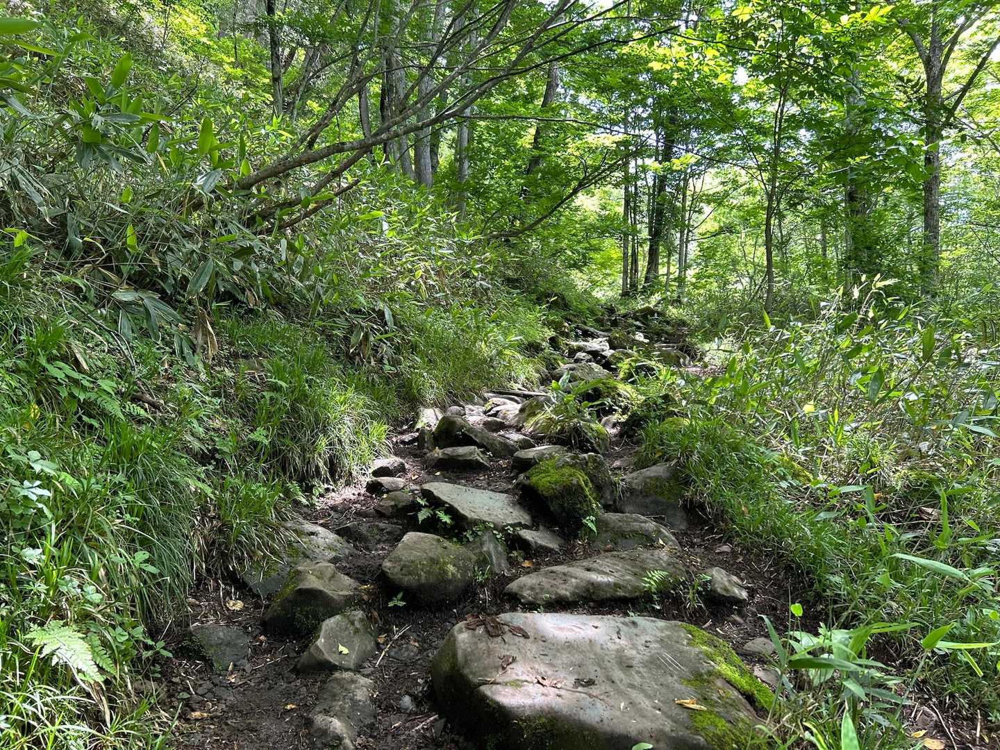 見晴をすぎて、燧ヶ岳の山腹から尾瀬沼を目指します。沼尻川の力強い水音を聴きながら。