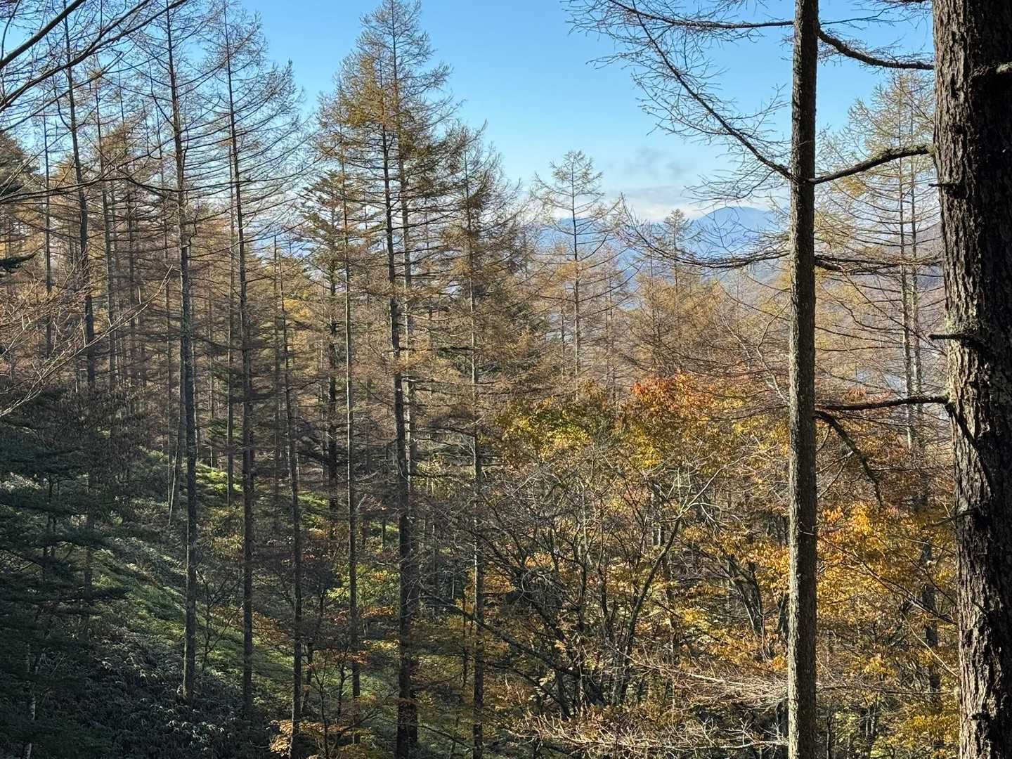紅葉してます