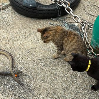 🐍と🐱