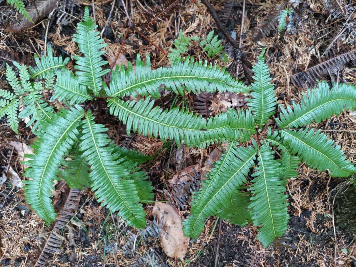 色々なシダ🌿