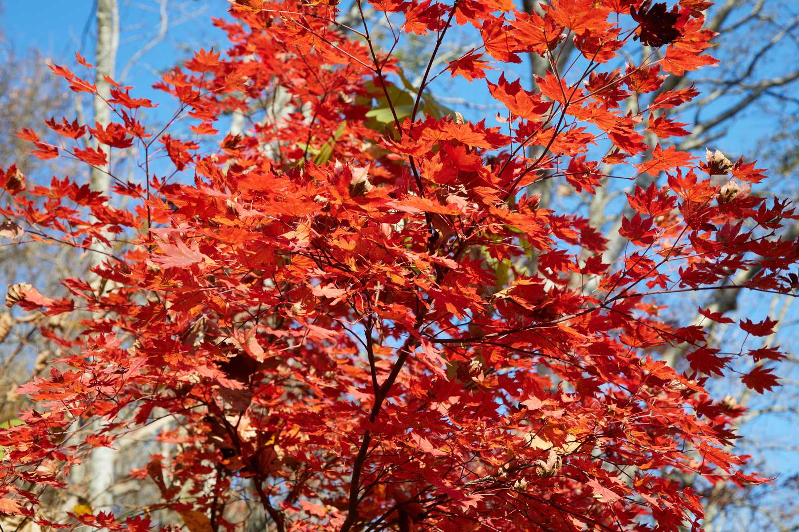 紅葉終わりだけど綺麗なところだけちょっと撮ってみた
