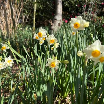 お花を見ると癒されます🌼