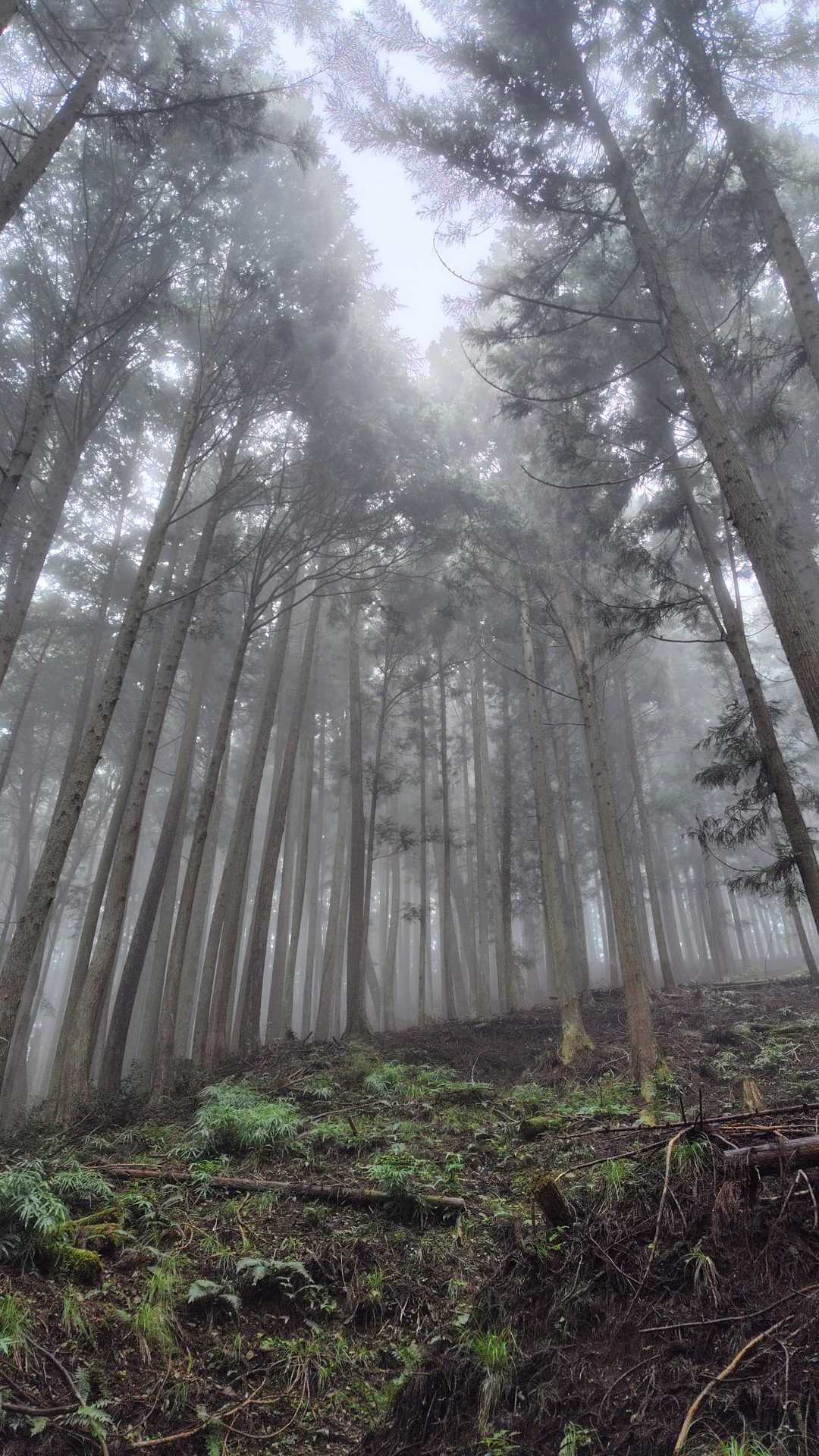 朝霧の森の中を登っていきます。
このコースは急登がなく緩やかに山頂まで登って行けるので良いですね👍