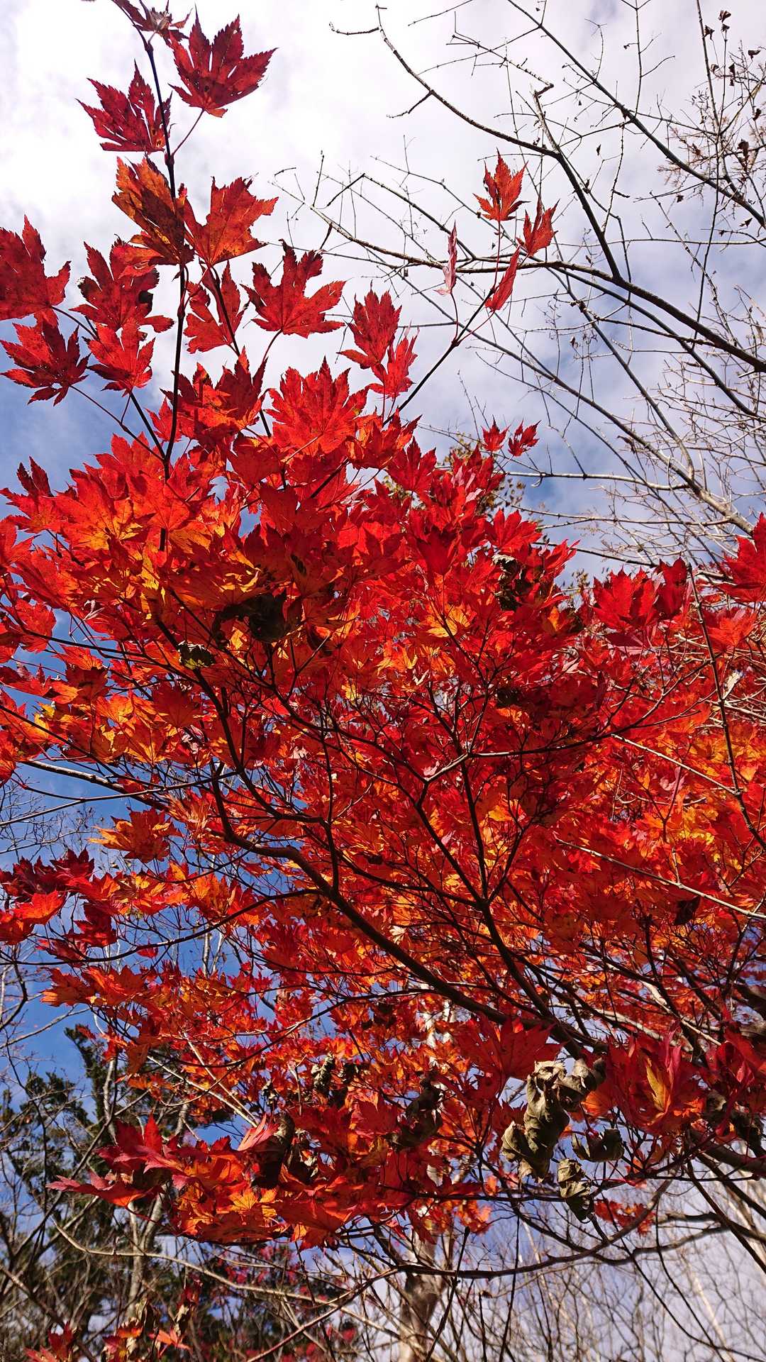 紅葉も綺麗なとこは綺麗🍁