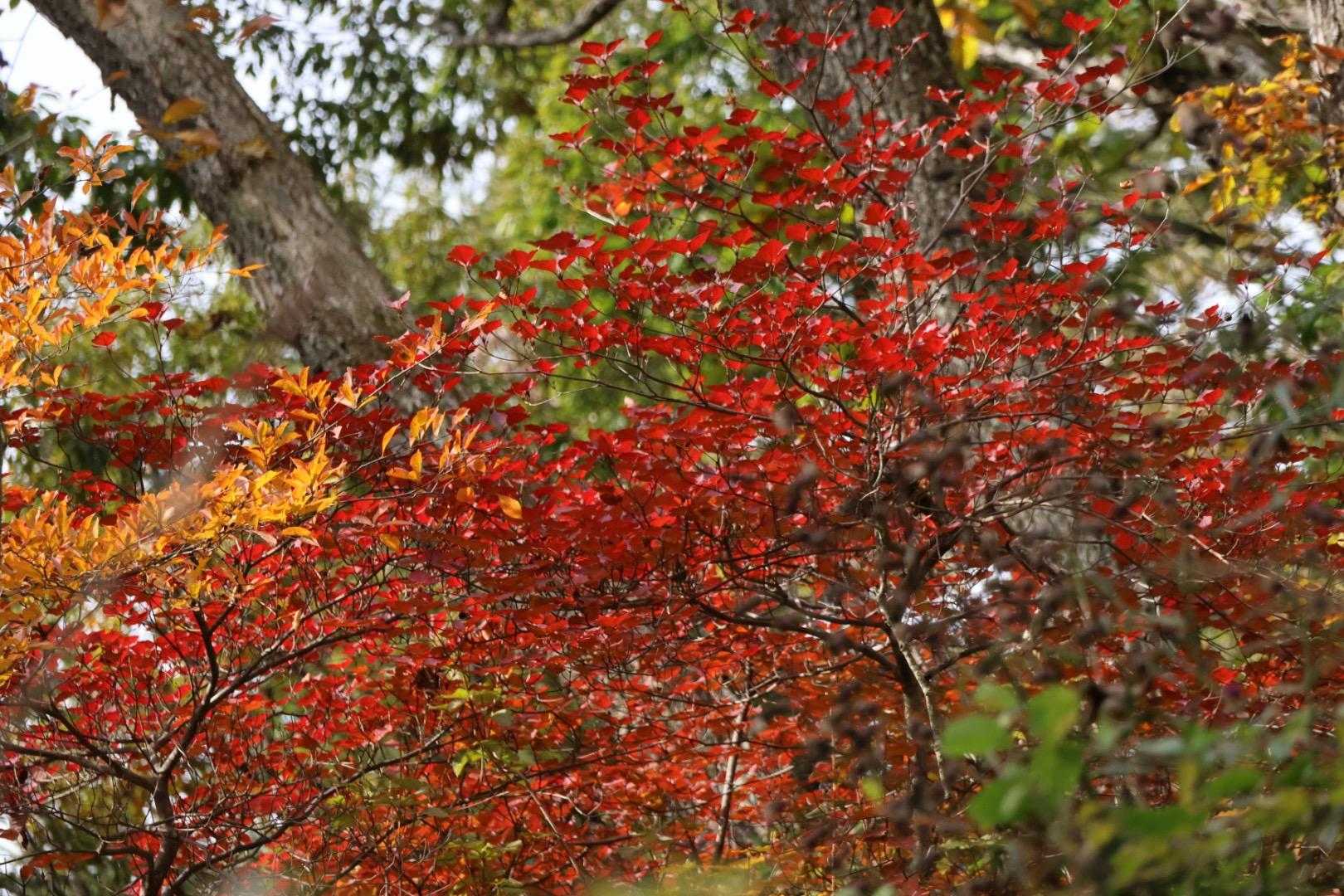 🍁