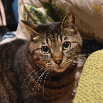 房総のフリーエイジ