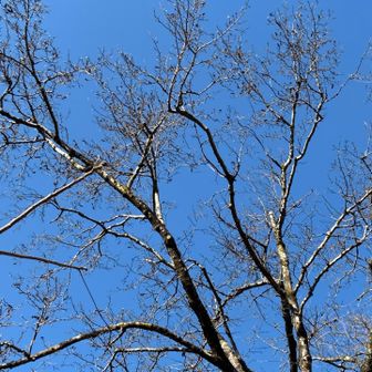 🟦空にコブシのモフモフ冬芽が映え映え！
