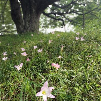 頂上の桜の木の下に可憐に咲く花。グーグルレンズで調べたら”レインリリー”と出てきた。この季節に咲く花っぽい名前だけど本当に合っているのかな。