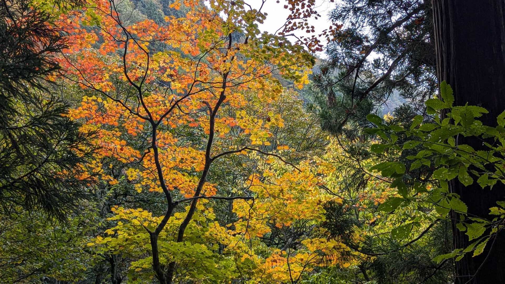 紅葉🍁