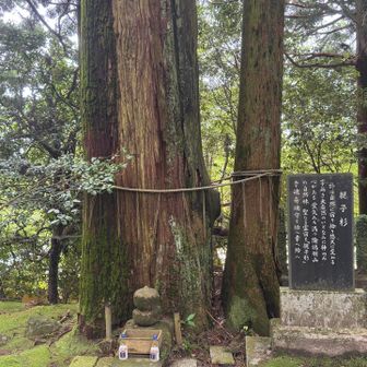 親子杉。