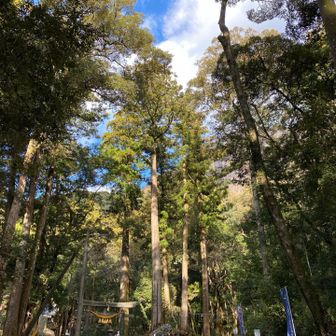 昨日の雨が嘘のよう…
でも風が強いね、木が鳴ってる…