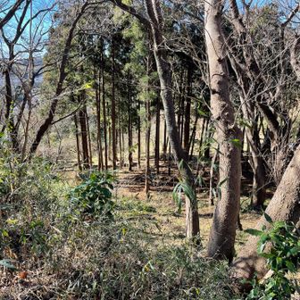 峯山。
ひらけていて日当たりも良く ほのぼのしていて、好きポイントかも。
ちゃんとした道があるのがありがたい！